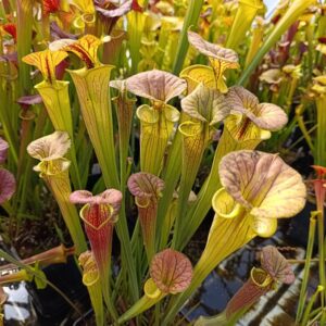 S. flava cuprea 'Extremelly Bronze'