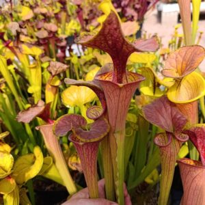 S. flava cuprea FL23, Carnivoria