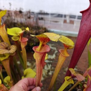 S. flava cuprea FLC101C, Orange, Inverse Veins, Carnivoria