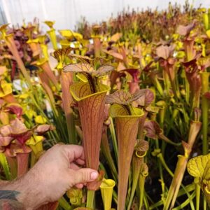 S. flava cuprea FLC 30C, Carnivoria