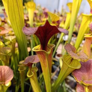 S. flava cuprea MK F90 (North Carolina)