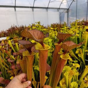 S. flava cuprea Tall Slim Pitchers, Long Neck, Large Lids, The Best !