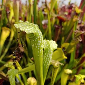 S. X 'Green Monster'