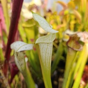 S. 'LWWK' hybrid