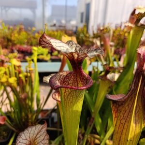 S. X moorei 'Adrian Slack'
