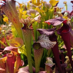 S. orephila De Kalb X leucophylla 'Cronos', Carnivoria