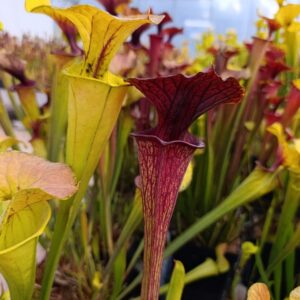 S. flava ornata Red Throat, Medium Veins, Wewahitchka