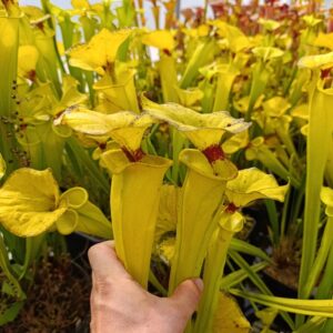 S. flava rugelii Big Meadow, C.Klein