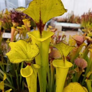 S. flava rugelii Giant Form 2, Carnivoria