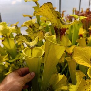 S. flava rugelii Giant, Carnivoria Clone