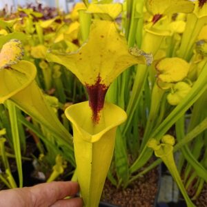 S. flava rugelii Potterton and Martin Clone