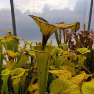 S. flava rugelii Tall Slim, Long Neck, Big Lid (Carnivoria)
