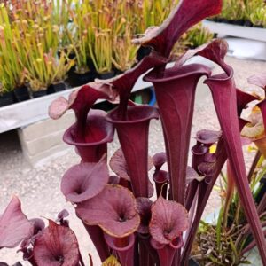 S. flava atropurpurea MK F174 (Marston Exotics, 1999)