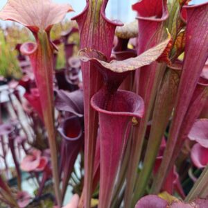 S. flava atropurpurea Carniflora 2005 Clone