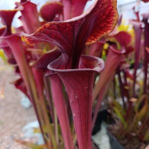 S. flava atropurpurea The Best, Carnivoria