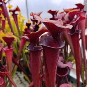 S. flava atropurpurea F129B M.Srba