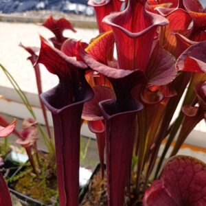 S. atropurpurea (Giant Dark clone, The Best), Carnivoria