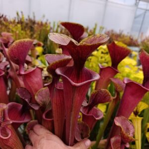 S. flava atropurpurea MK F27B (All red form, Blackwater)