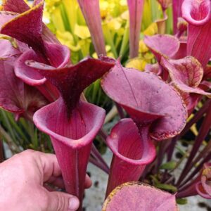 S. flava atropurpurea MK F27C (All red form, Blackwater)