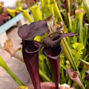 S. Black Widow X Black Knight, M. Sadek