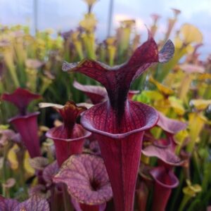 S. flava var ornata MK F47 (Heavy veined, red lid. Plant turns all red later in season)