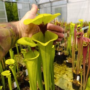 S. flava rugelii 333, Carnivoria, Giant!