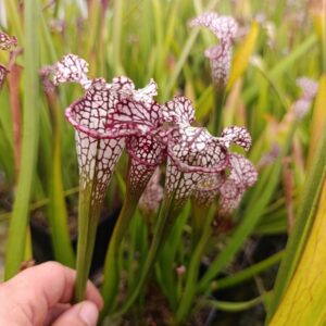 S. leucophylla 11-31, Carnivoria