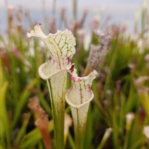 S. leucophylla 'alba' (sl8 X sl61)