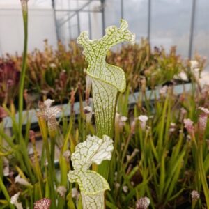 S. leucophylla MK L2 (Tall green & white form, Citronelle, AL)