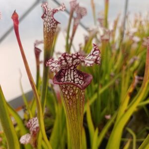 S. leucophylla MK L77C (Giant, Dean Cook)