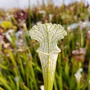 S. Leucophylla 'Schnell's Ghost