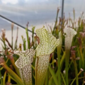 S. leucophylla (Giant clone, Mobile CO.,AL, from wild seeds)