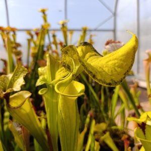 S. X 'Lilian Cooper'
