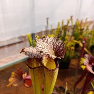 S. X moorei 'Leiden BG'
