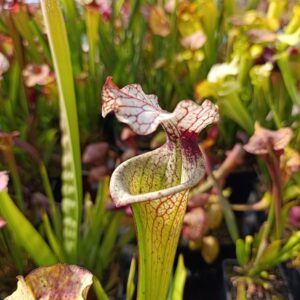 S. moorei Wide Lip, Carnivoria