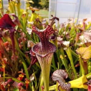 S. oreophila x leucophylla (Giant, Selected best clone)