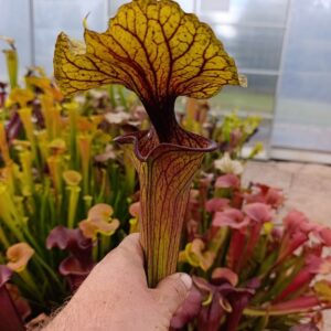 S. ornata Hybrid (Giant Wide Pitchers)