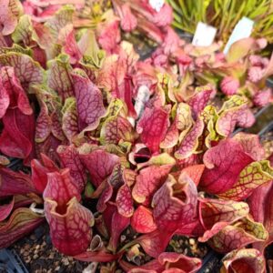 S. purpurea venosa 'Dark Red' x montana Transylvania, selected seedgrown clones