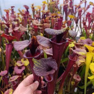 S. flava rubricorpora (Super dark, new clone, from wild seeds, Liberty CO.)