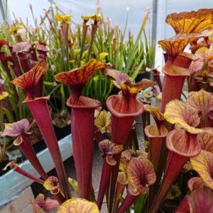 S. flava rubricorpora FL286, Carnivoria
