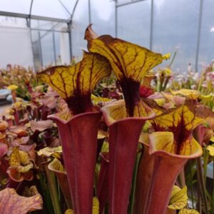 S. flava rubricorpora Giant Red Tube, Apalachicola, Clone from wild seeds, The tallest!