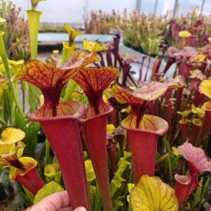 S. flava rubricorpora Giant Red Tube, from wild seeds, Apalachicola NF