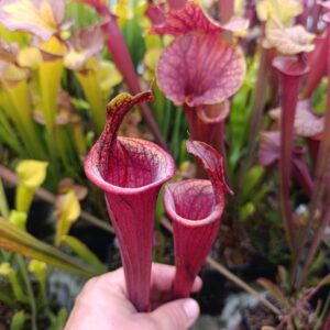 S. flava rubricorpora 'Lidless'