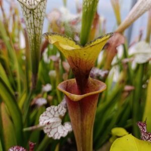S. flava rubricorpora MK F70 'Manky'