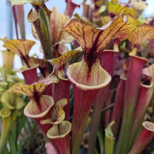 S. flava rubricorpora MK F161 (Apalachicola National Forest, FL. W)