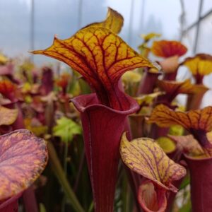 S. flava rubricorpora MK F190 (Tall, deep maroon pitchers, D.Richardson)