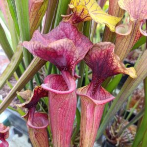 S. flava atropurpurea MK F198