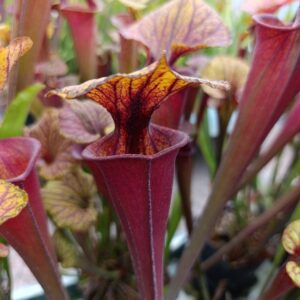 S. flava rubricorpora MK F21 (Giant Red Tube, Apalachicola NF)
