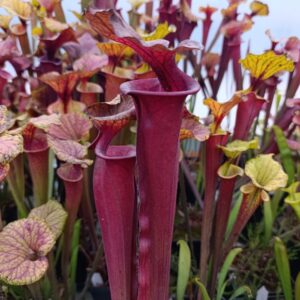 S. flava rubricorpora MK F24 ( Giant red tube, Apalachicola NF,FL, W, Dave Richardson)