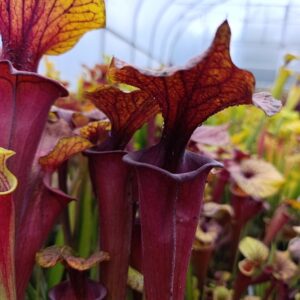 S. flava rubricorpora MK F25A 'Claret'